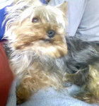 Eliot - Yorkshire Terrier Mâle (4 ans)