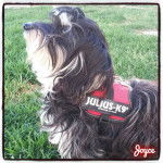 Joyce - Yorkshire Terrier (10 mois)