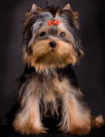 Yorkshire Terrier - Yorkshire Terrier