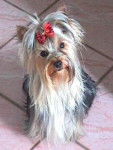Yorkshire Terrier - Yorkshire Terrier