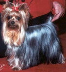 Yorkshire Terrier - Yorkshire Terrier