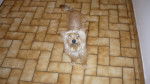 elia le chien de ma soeur - Yorkshire Terrier (1 an)