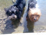 nina et chypy - Yorkshire Terrier