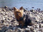 nina dans les près!!! - Yorkshire Terrier