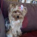 Malu - Yorkshire Terrier (3 ans)