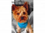 Bentley - Yorkshire Terrier Mâle (2 ans)