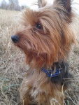 Alex - Yorkshire Terrier Mâle (4 ans)