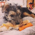 Lutti - Yorkshire Terrier (2 mois)