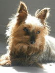 Bouly - Yorkshire Terrier Mâle (9 ans)