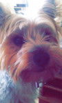 Idefix - Yorkshire Terrier Mâle (2 ans)