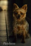 Bouly - Yorkshire Terrier Mâle (9 ans)