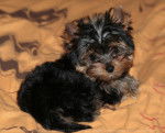 louna - Yorkshire Terrier (3 mois)