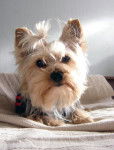 yorkshire terrier PIKACHU - Yorkshire Terrier