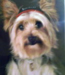 yorkshire terrier PIKACHU - Yorkshire Terrier
