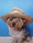 Yorkshire Terrier - tootsy.jpg - Yorkshire Terrier