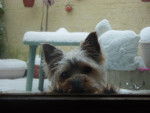 tootsy internet 002 (Yorkshire Terrier).jpg - Yorkshire Terrier