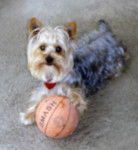 YORKSHIRE TERRIER PIKASHU - Yorkshire Terrier