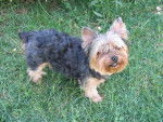 Yorkshire terrier Chloé - Yorkshire Terrier
