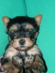 Femelle YORKSHIRE TERRIER - Yorkshire Terrier