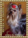UN OCEAN D'AMOUR - YORKSHIRE TERRIER - Yorkshire Terrier