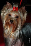 VIXIE - YORKSHIRE TERRIER - Yorkshire Terrier