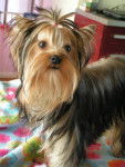 ANTHINEA de Brunehault - YORKSHIRE TERRIER - Yorkshire Terrier