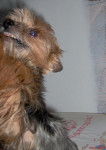 SCOTCH.. Yorkshire terrier - Yorkshire Terrier