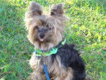 Yorkshire Terrier Praline - Yorkshire Terrier