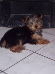 yorkshire terrier BADDY - Yorkshire Terrier