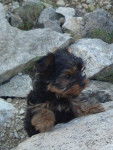 yorkshire terrier - Yorkshire Terrier
