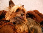 yorkshire terrier miniature SCOTCH - Yorkshire Terrier