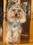yorkshire terrier...Mimi - Yorkshire Terrier