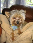 yorkshire terrier...Mimi - Yorkshire Terrier