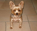 yorkshire terrier ~ DINA (femelle) - Yorkshire Terrier