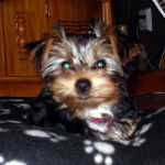 terrier du yorkshire Zoé - Yorkshire Terrier