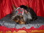 yorkshire terrier - Yorkshire Terrier