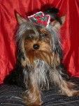 yorkshire terrier - Yorkshire Terrier