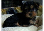 Belle - Yorkshire Terrier (4 mois)
