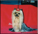 YORKSHIRE TERRIER - Yorkshire Terrier
