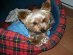 Yorkshire Terrier Nain - Yorkshire Terrier