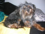kiki,york croisé caniche - Yorkshire Terrier