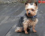 Eben - Yorkshire Terrier Mâle (11 ans)