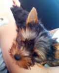 Yorkshire terrier nain - Filou - Yorkshire Terrier