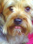 yorkshire terrier / tinou - Yorkshire Terrier