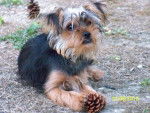 Yorkshire terrier FUNKY - Yorkshire Terrier