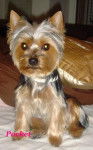 Yorkshire terrier - Pocket - Yorkshire Terrier