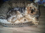 biscotte yorkshire terrier - Yorkshire Terrier