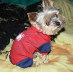 Yorkshire Terrier - Yorkshire Terrier