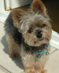Yorkshire Terrier Lucky - Yorkshire Terrier