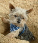 Yorkshire Terrier Lucky - Yorkshire Terrier